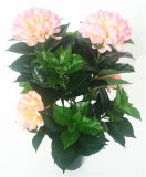Beautiful Ten Forks Hydrangeas Flower Bonsai with Four Flowers 0643