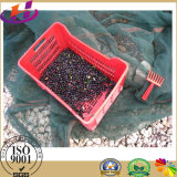 Low Cost Long Life Plastic Olive Harvest Nets