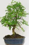 Zanthoxylum