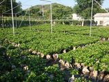 Ficus Microcarpa