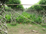 Ficus Microcarpa Cage Shape