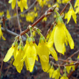 100% Pure and Natural Forsythia Oil