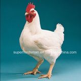 Super Herdsman Automatic Poultry Farm Equipment for Broiler Chicken Shed