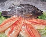 Frozen Black Tilapia Gutted Gilled Scaled