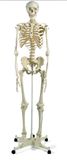 Human Skeleton Model (ZM1001)