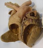 Heart of Horse (HOFFEN-Z 4)