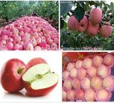 2015 New Fruit Fresh FUJI Apple