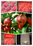 2015 Chinese Exporting Standard Red Star Apple