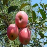 Red Delicious Fresh Apple
