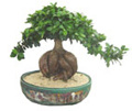 Ficus Microcarpa -02