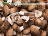 Commercial Mushroom Production Farm