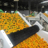 Export Standard Quality of Fresh Baby Mandarin
