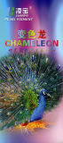 Chameleon Pearl Pigment -- Lb 8622 Color Range Golden Yellow/Kelly/Green/Blue