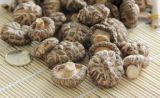 Floral Mushroom (DAZONG01-1)