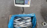 Pacifica Mackerel