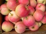 Gala Apple