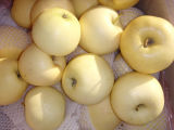 Export Fresh Golden Apple