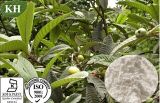 Loquat Leaf Extract: Ursolic Acid 25%~98% by HPLC