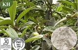 Loquat Leaf Extract: Ursolic Acid 25%~98% by HPLC