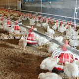 Full Set Automatic Pan Feeding Poultry Farm Equipment for Broiler