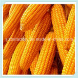 Best Grade Yellow Sweet Frozen Corn