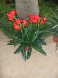 Artificial Plants and Flowers of Narcissus 36lvs Red 80cm Gu-Bj-786-36-4