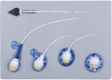 Sperm Formation Model Mh09016