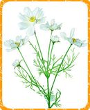 Coreopsis