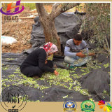 HDPE Net for Olive Harvest