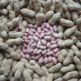 Luhua Blanched/ Peanut Kernels Suppplier
