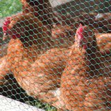 Chicken Mesh