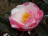 Camellia Japonica