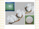 NPK Fertilizer for Cotton