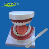 Dental Care Model (32tooth)