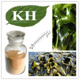 High Natural and Pural Fucoxanthin 5%~20%, Fucoidan 85% by HPLC Brown Alga Extract