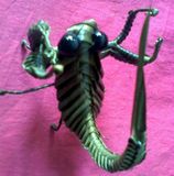 Scorpion