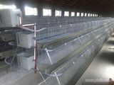 Poultry Layer Cage