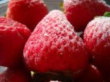 IQF Strawberry Frozen Strawberry