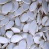 Snow-White-Pumpin-Seeds