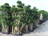 Ficus Tree (2)
