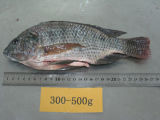 Frozen Gutted and Scaled Tilapia