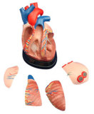 Middle Heart Model