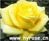 Beautifull Rose and Seedling
