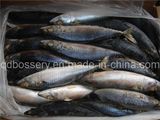 Frozen Mackerel Fish