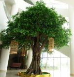Big Ficus Tree