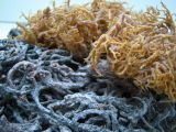 Dried Seaweed Eucheuma Cottonni-1