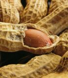 Fresh Healthy Hulled Raw Non-Gmo Peanut/Groundnut