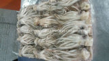 Frozen Illex Squid Tentacle and Squid Head for Sale