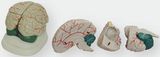 The New Brain Anatomical Model