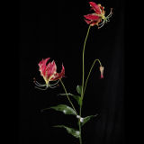 PU Gladiolus Flower for Home Decor